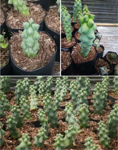 Cactus King's Court β 10
