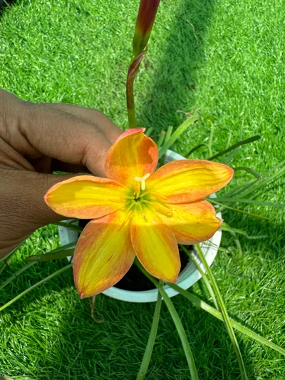 Rain Lily Island breeze