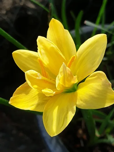 Rain Lily Yellow Line β photo 1