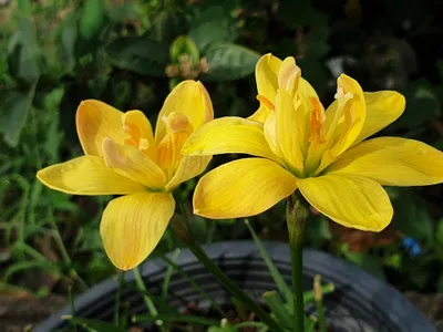 Rain Lily Yellow Line β photo 2