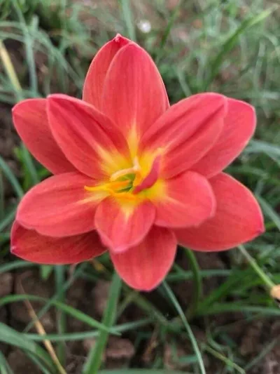 Rain Lily Bloom Burst