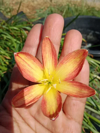 Rain Lily Pocket Trio