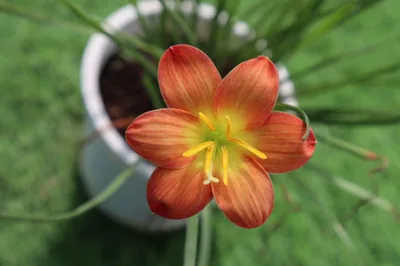 Rain Lily Mukut