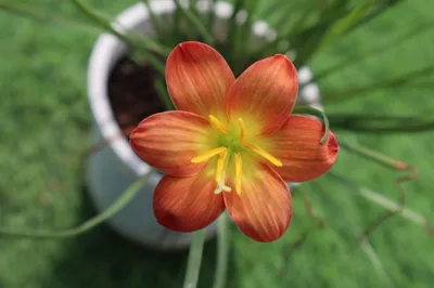 Rain Lily Mukut