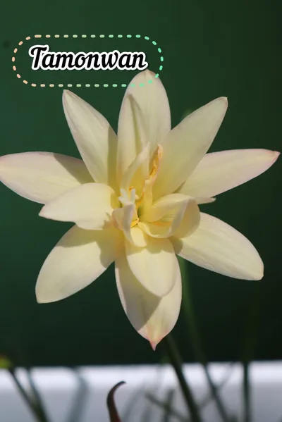 Rain Lily Tamonwan β photo 2