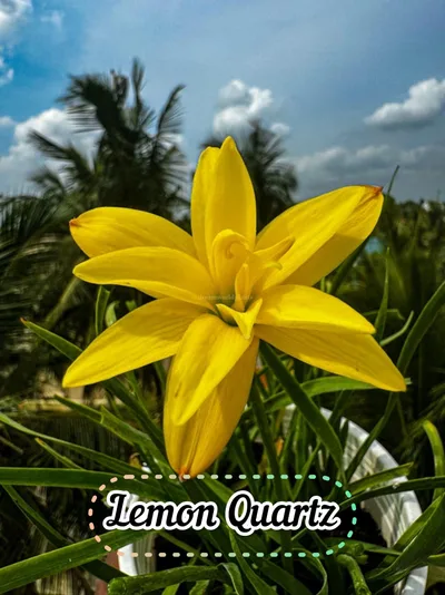 Rain Lily Lemon Quartz β photo 2