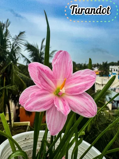 Rain Lily Turandot