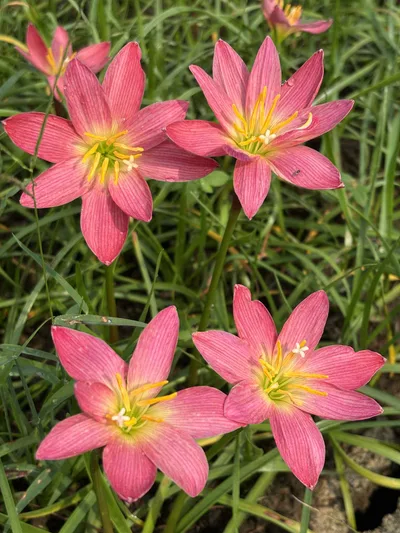 Rain Lily Pink NK β photo 2