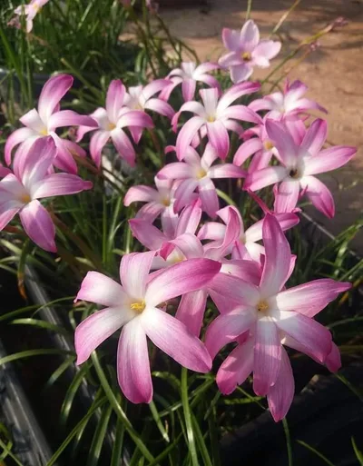 Rain Lily Winter Sweet β photo 2