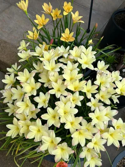 Rain Lily Noble Gold, Nobel β photo 2