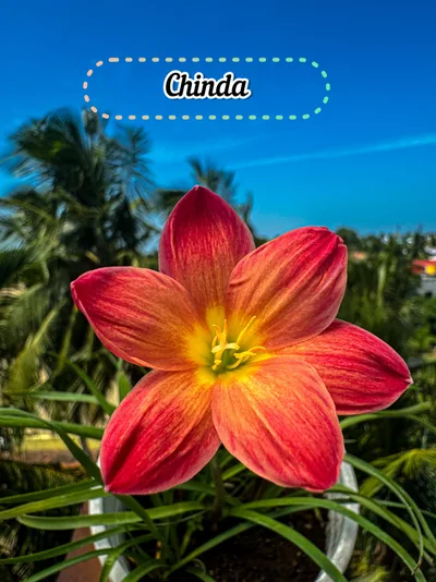Rain Lily Chinda
