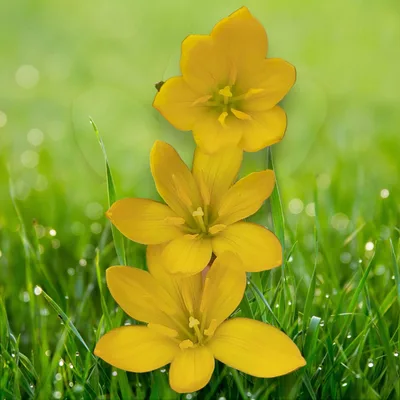 Rain Lily Citrina — thumbnail 5