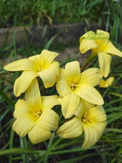 Rain Lily Kanoon