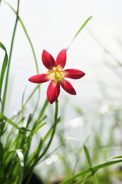 Rain Lily Signature β photo 1