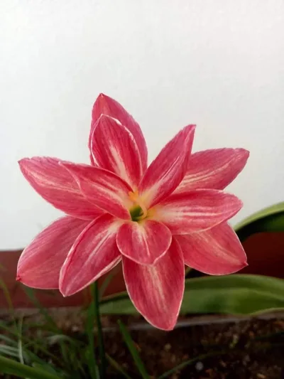 Rain Lily Pornratana