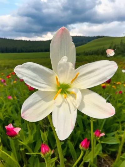 Rain Lily White Rabbit — thumbnail 5