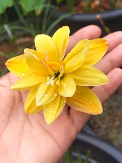 Rain Lily neutong ,neotong , Neuthong β photo 1