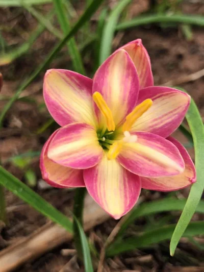 Rain Lily DOUBLE MARY