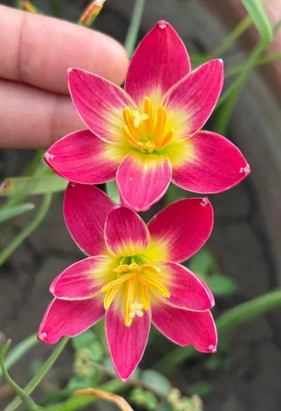 Rain Lily Pink jira β photo 3