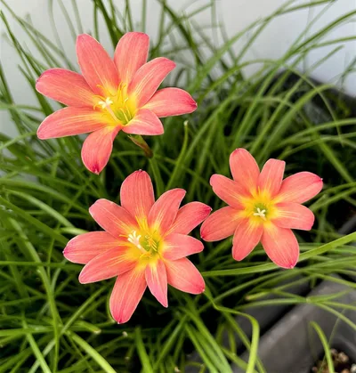 Rain Lily Maruko