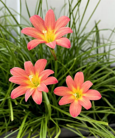 Rain Lily Maruko