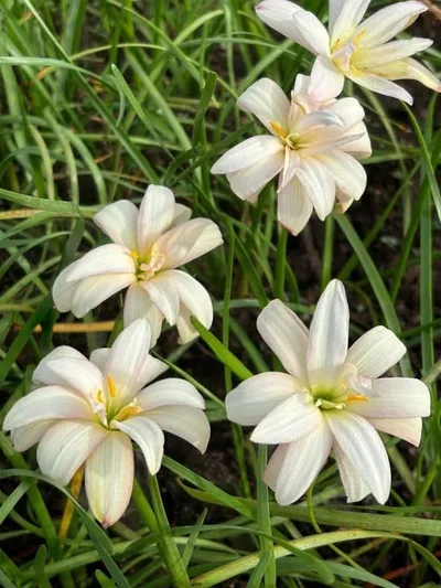 Rain Lily Himalayan