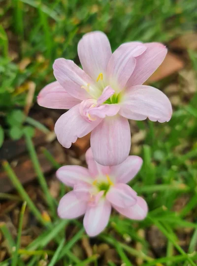 Rain Lily Bunny Beep