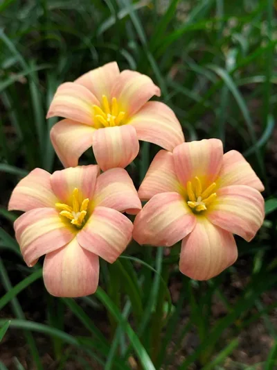 Rain Lily Bumble Sweet β photo 1