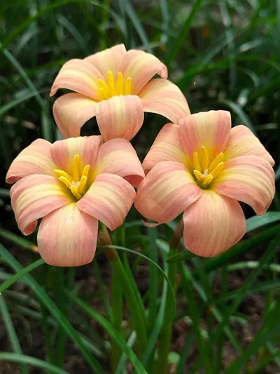 Rain Lily Bumble Sweet β photo 2