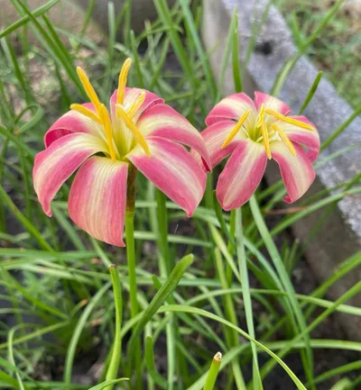 Rain Lily Sexy