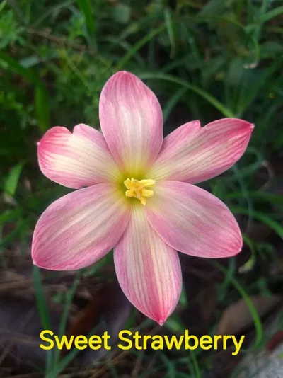 Rain Lily Sweet Strawberry