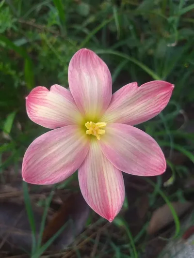 Rain Lily Sweet Strawberry