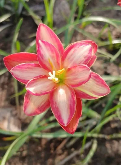 Rain Lily DE MEI LOTUS — thumbnail 2