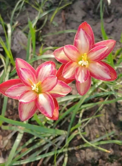 Rain Lily Ivory