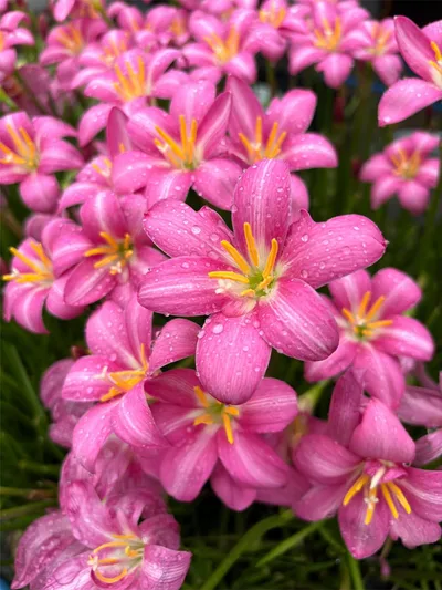 Rain Lily Monthira — thumbnail 1