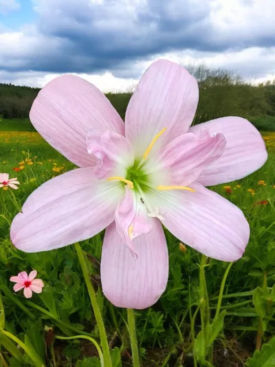 Rain Lily Bunny Beep