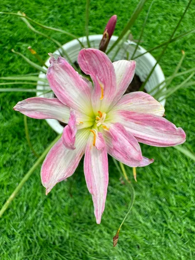 Rain Lily Pink Brocade β photo 3