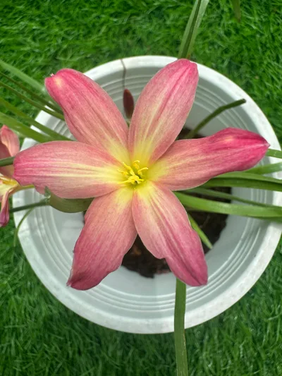 5-Colour Rain Lily Pack