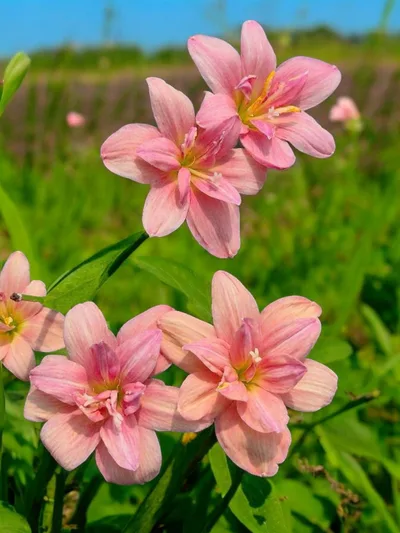 Rain Lily New Year β photo 1