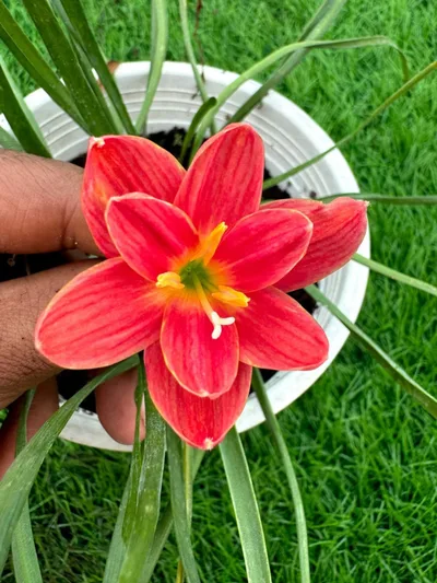 Rain Lily Srisawat — thumbnail 4