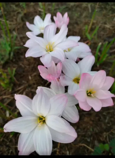 Rain Lily Yuki