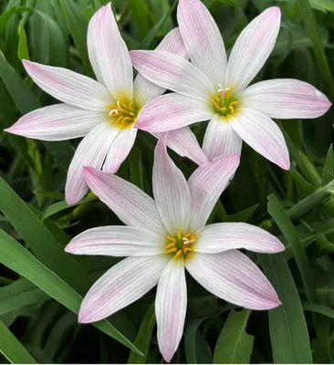 Rain Lily Bubble β photo 2