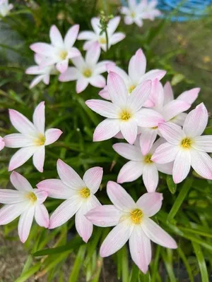 Rain Lily Beginner Box — 12