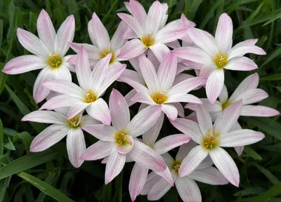 Rain Lily Bubble — thumbnail 4