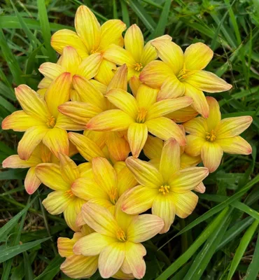 Rain Lily Noble Gold, Nobel β photo 1