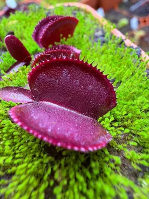 Venus Flytrap