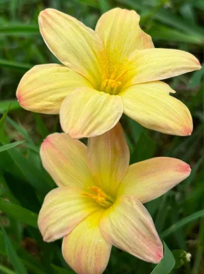 Rain Lily Noble Gold, Nobel β photo 3