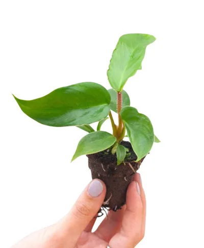 Philodendron Squamiferum — thumbnail 2