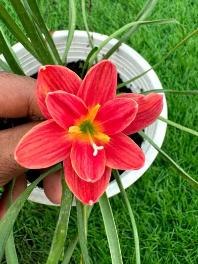 Rain Lily Srisawat — thumbnail 1