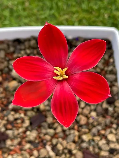 Rain Lily Heart flutter — thumbnail 3